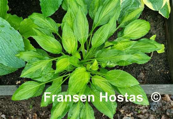 Hosta Oberland Spring Air