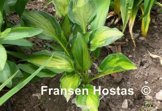 Hosta Oberland Spring Air