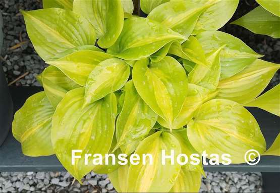 Hosta Obi-Wan Kenobi