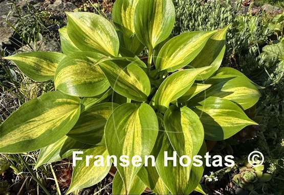 Hosta Obi-Wan Kenobi