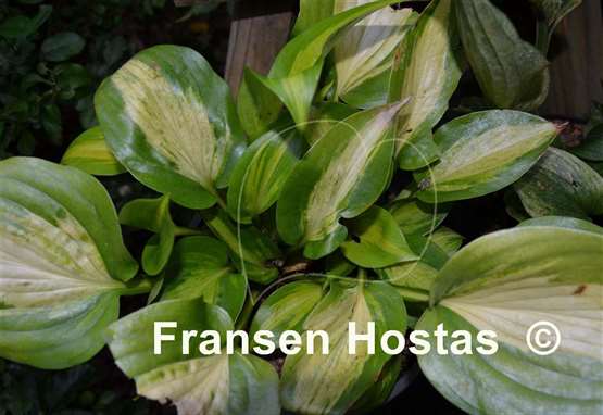 Hosta Obi-Wan Kenobi