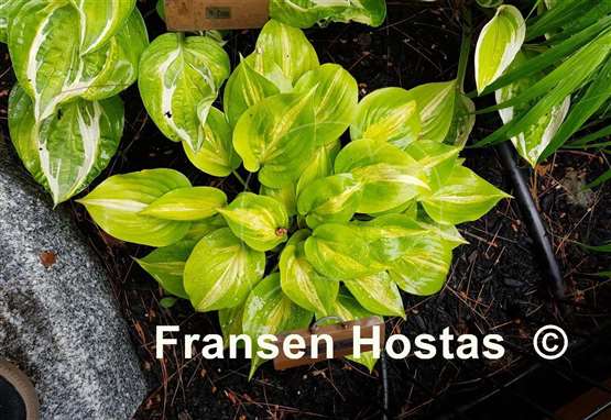 Hosta Obi-Wan Kenobi