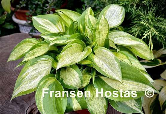 Hosta Obi-Wan Kenobi