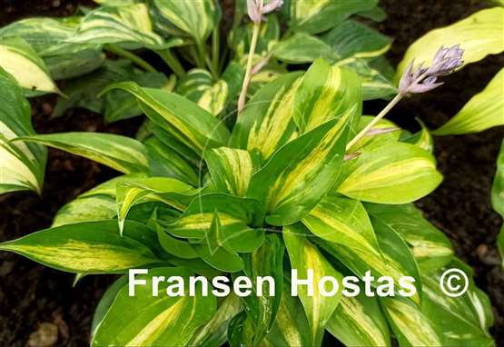 Hosta Obi-Wan Kenobi