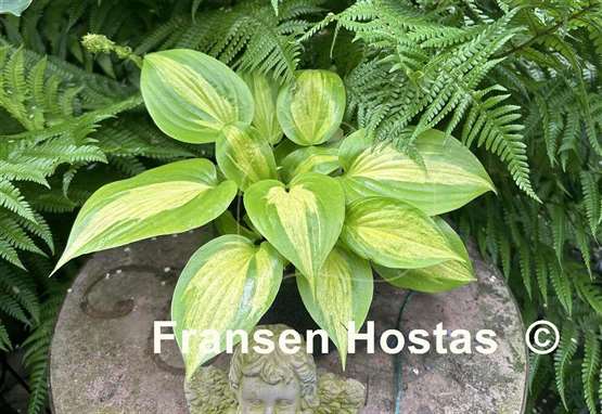 Hosta Obi-Wan Kenobi