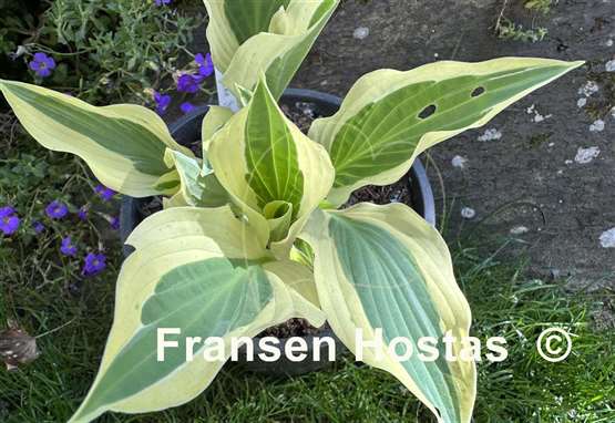 Hosta Obscene Gesture