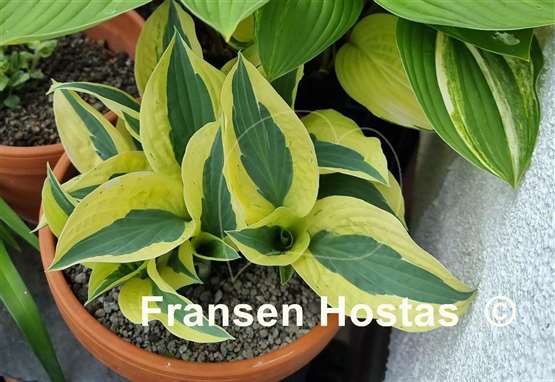 Hosta Obscene Gesture