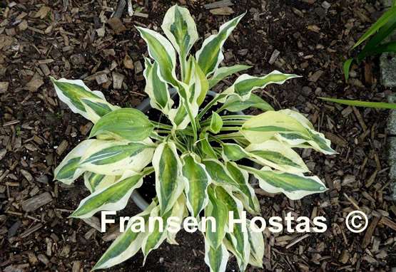 Hosta Obscene Gesture