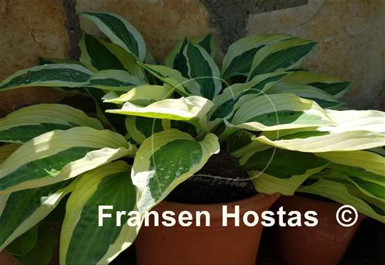 Hosta Obscene Gesture