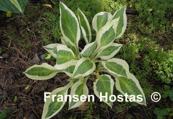 Hosta Obscene Gesture