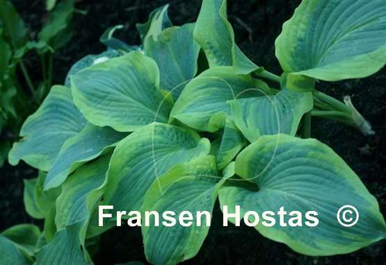 Hosta Ocean Isle
