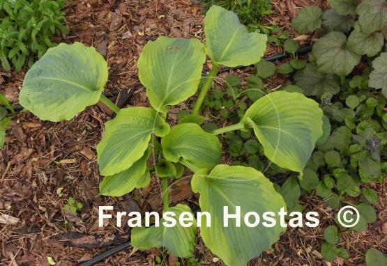 Hosta Ocean Isle