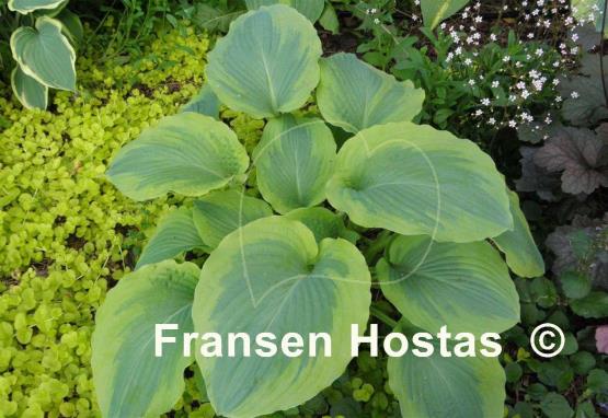 Hosta Ocean Isle