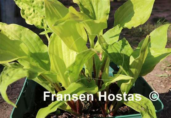 Hosta Ogon Amachi