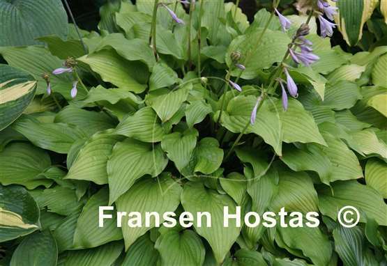 Hosta Ogon Amachi