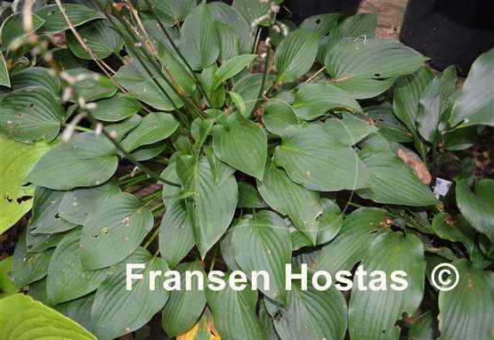 Hosta Ogon Chirifu Hime