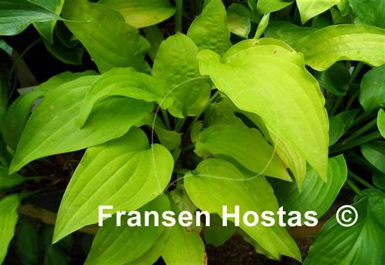 Hosta Ogon Tsushima