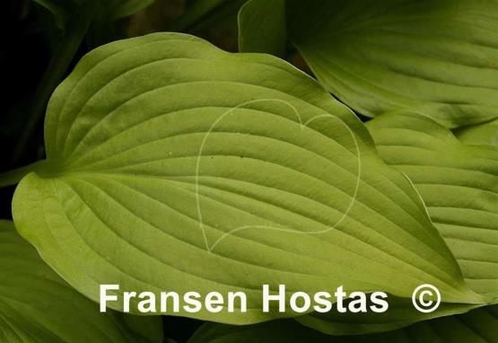 Hosta Ogon Amachi
