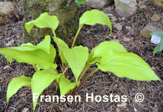 Hosta Ogon Amachi