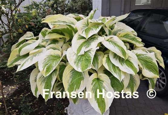 Hosta Oh Cindy
