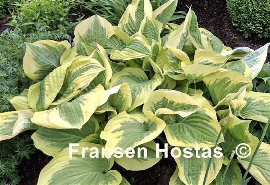 Hosta Oh Cindy