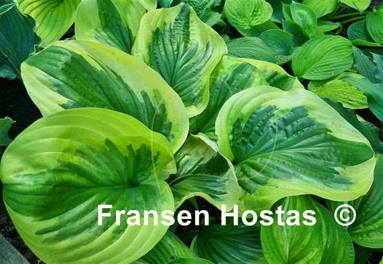 Hosta Oh Cindy