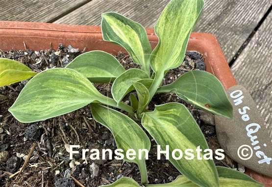 Hosta Oh So Quiet