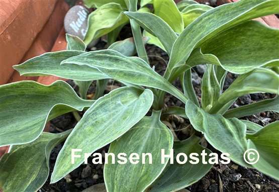 Hosta Oh So Quiet