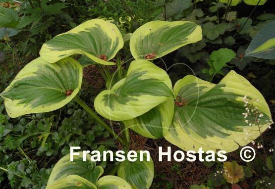 Hosta Oh Cindy