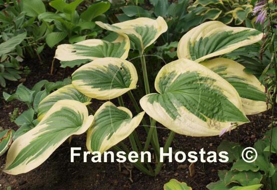 Hosta Oh Cindy