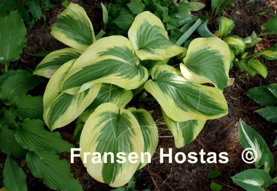 Hosta Oh Cindy