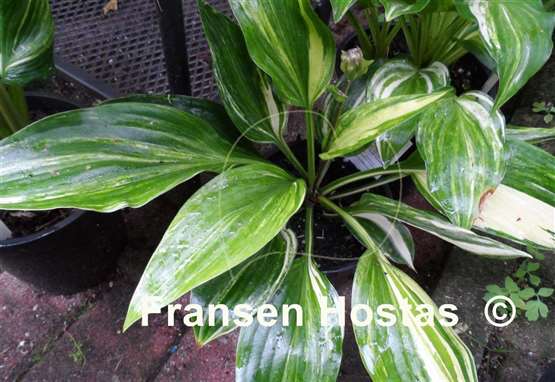 Hosta Oil Paint