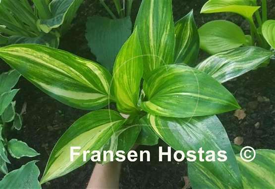 Hosta Oil Paint