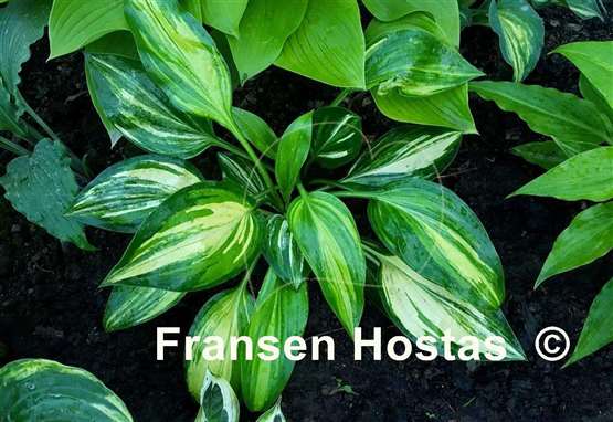 Hosta Oil Paint