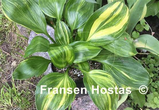 Hosta Oil Paint