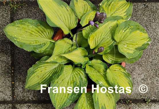 Hosta Old Glory
