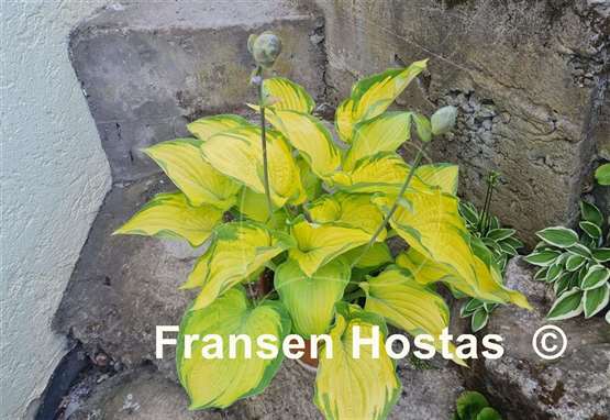 Hosta Old Glory