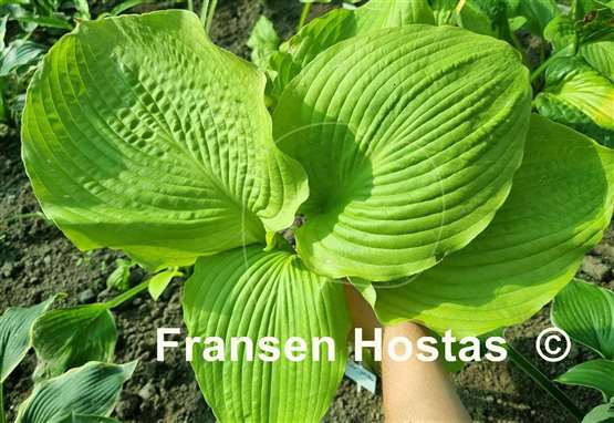 Hosta Old Yeller
