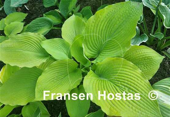 Hosta Old Yeller