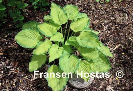 Hosta Old Glory