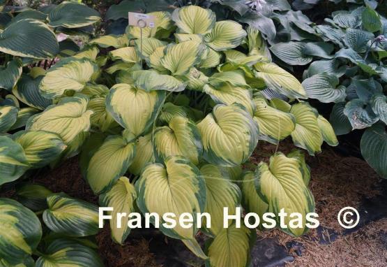 Hosta Old Glory