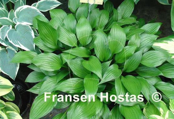 Hosta Olga's Shiny Leaf