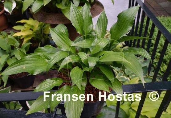 Hosta Olga's Shiny Leaf