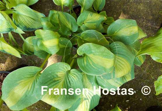 Hosta Olive Branch