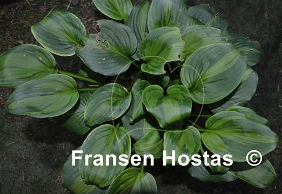 Hosta Olive Branch