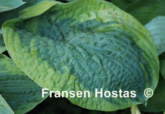 Hosta Olive Bailey Langdon