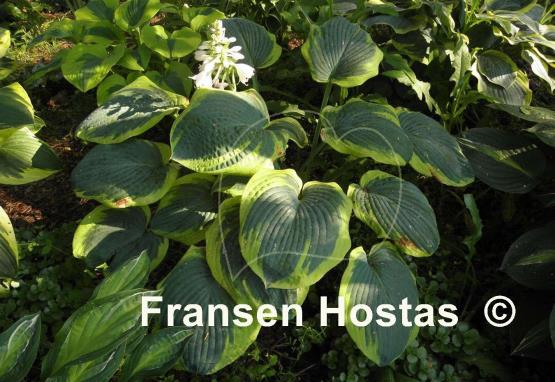 Hosta Olive Bailey Langdon