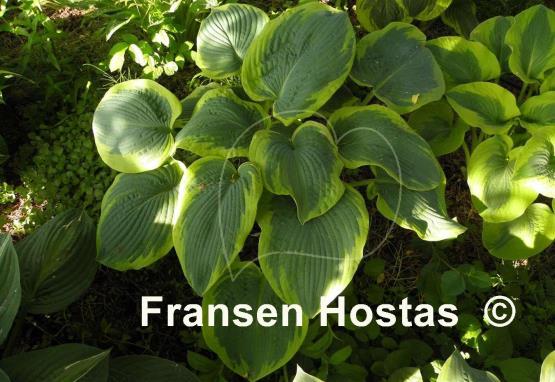 Hosta Olive Bailey Langdon