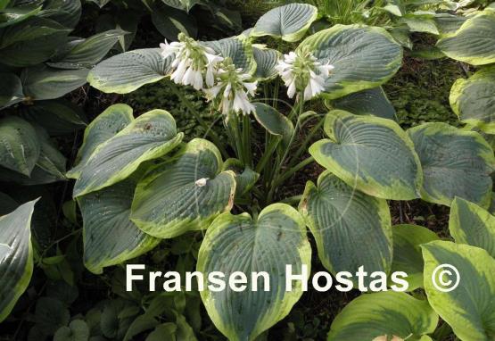 Hosta Olive Bailey Langdon