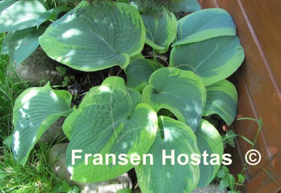 Hosta Olive Bailey Langdon
